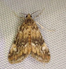 Elophila obliteralis