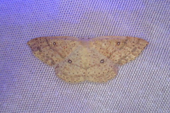 Cyclophora dataria