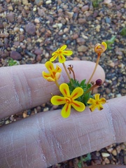 Zaluzianskya divaricata