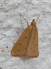 Achyra nudalis