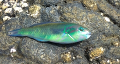 Actinopterygii