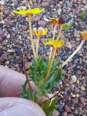 Zaluzianskya divaricata