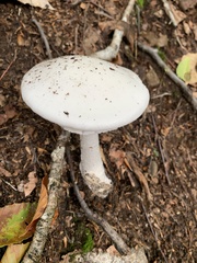 Amanita bisporigera