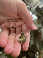 Trichotropis cancellata