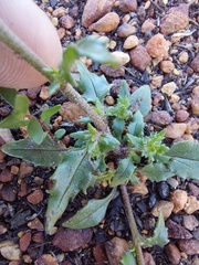 Zaluzianskya divaricata
