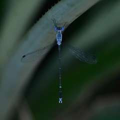 Lestes praemorsus