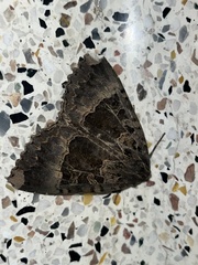 Mormo maura