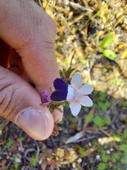 Nemesia barbata