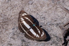 Neptis clinia