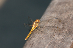 Orthetrum glaucum