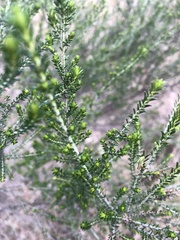 Cassinia sifton