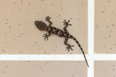 Gekko chinensis