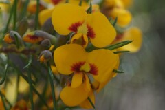 Dillwynia elegans