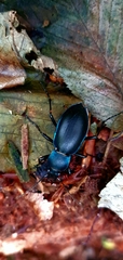 Carabus violaceus