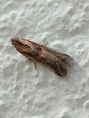 Psorosa dahliella