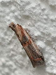Psorosa dahliella