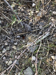 Dasymutilla magnifica