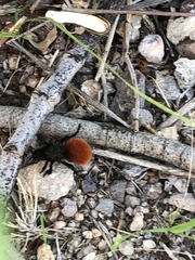 Dasymutilla magnifica