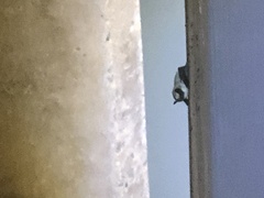 Parastrellus hesperus