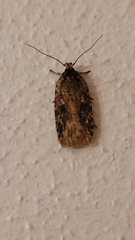 Agonopterix