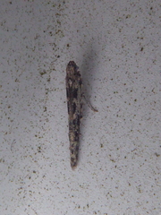 Batrachedra praeangusta