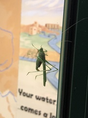 Insara elegans