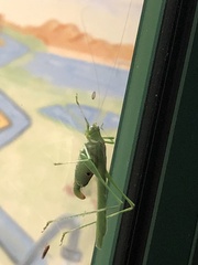 Insara elegans
