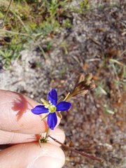 Heliophila digitata