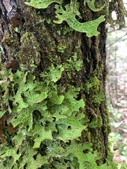 Lobariaceae