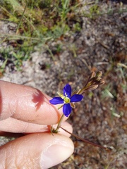 Heliophila digitata