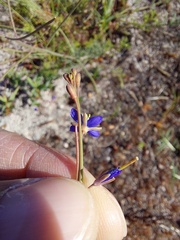 Heliophila digitata