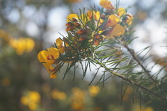 Dillwynia elegans