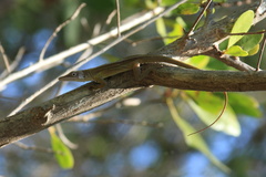 Anolis chlorocyanus