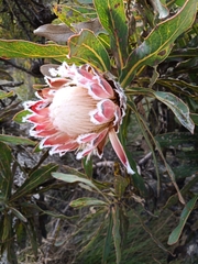 Protea magnifica