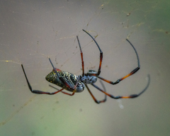Trichonephila inaurata