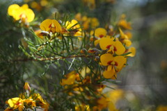 Dillwynia elegans
