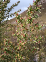 Cliffortia
