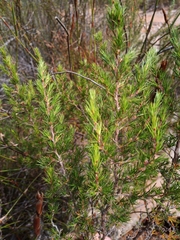 Cliffortia