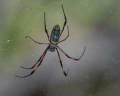 Trichonephila inaurata