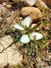 Polygala microlopha