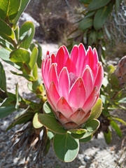 Protea compacta