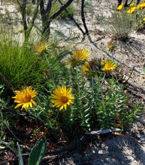 Berkheya barbata