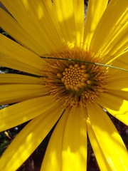 Berkheya barbata