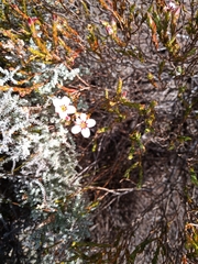 Adenandra