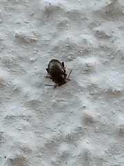 Chaetocnema concinna