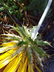 Berkheya barbata