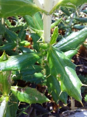 Berkheya barbata