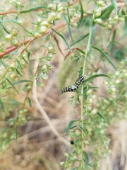 Papilio machaon oregonius