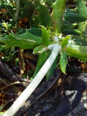 Berkheya barbata
