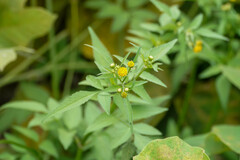 Bidens pilosa pilosa